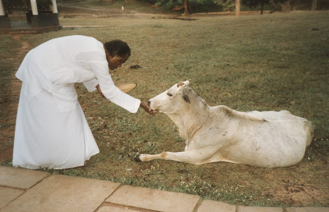 Guru with a temple cow, Sri Lanka