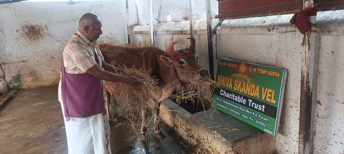 Caring for cows